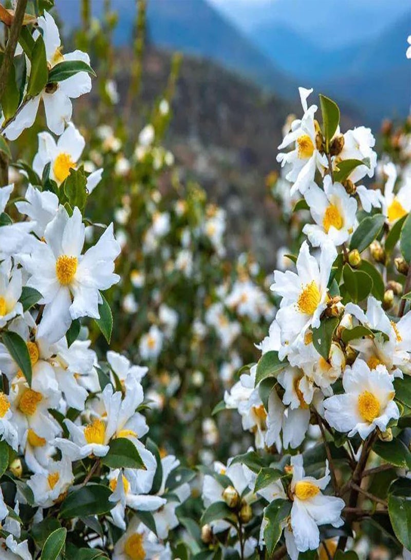 GGOOT 10Pcs/Bag Camellia Seeds for Planting, Heliophilous Well-Ventilated Natural High Germination Fragrance Seeds for Home - Seeds - Image 2