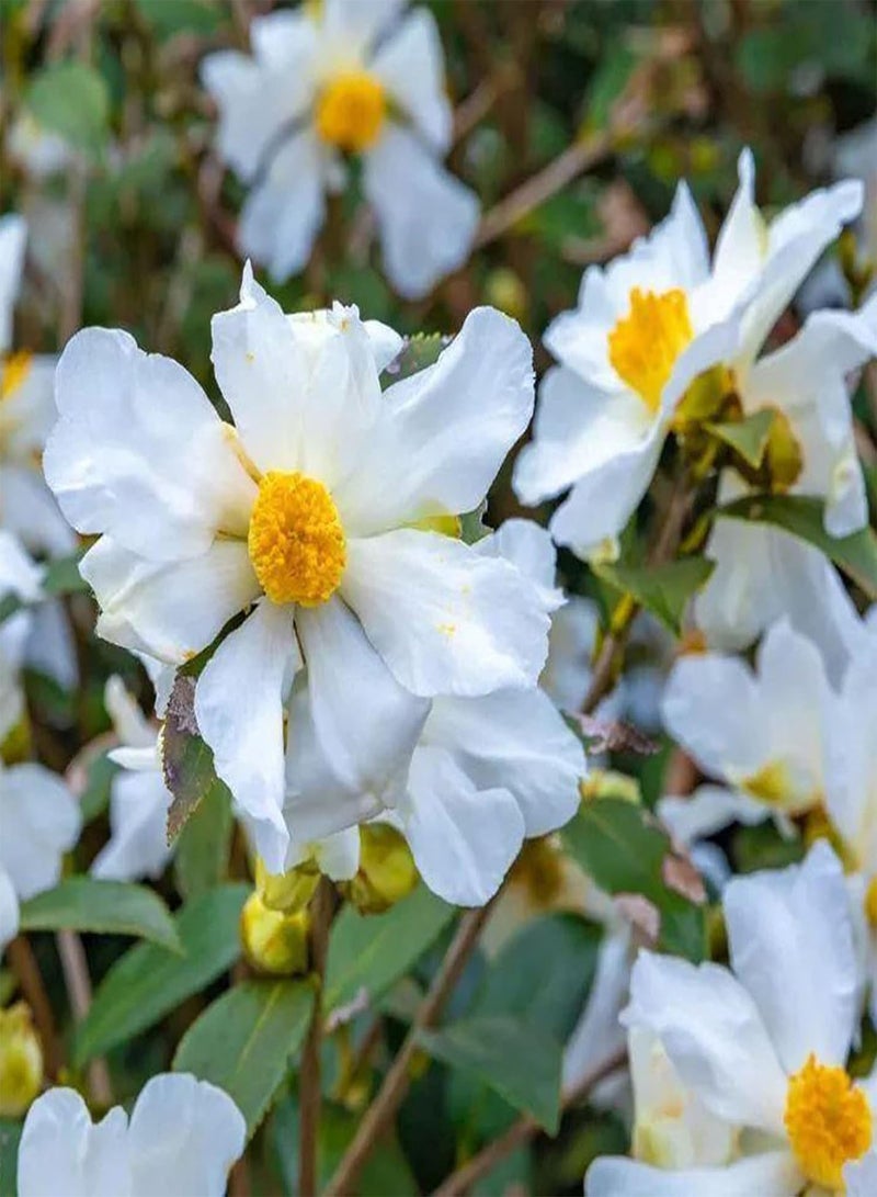 GGOOT 10Pcs/Bag Camellia Seeds for Planting, Heliophilous Well-Ventilated Natural High Germination Fragrance Seeds for Home - Seeds - Image 4