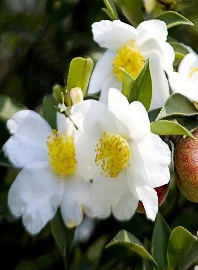 GGOOT 10Pcs/Bag Camellia Seeds for Planting, Heliophilous Well-Ventilated Natural High Germination Fragrance Seeds for Home - Seeds - Image 5