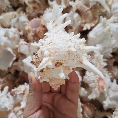 YZHZOM 4 Pack 4-5 inches Conch Shells for Decorating air Plant Holders Unique Succulent Pot Betta Fish Tank Decoration Aquarium décor Fish House for Aquarium Beach Theme Party (No Plants) - Image 3