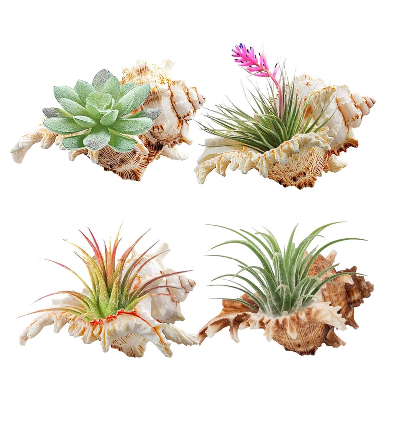 YZHZOM 4 Pack 4-5 inches Conch Shells for Decorating air Plant Holders Unique Succulent Pot Betta Fish Tank Decoration Aquarium décor Fish House for Aquarium Beach Theme Party (No Plants) - Image 1