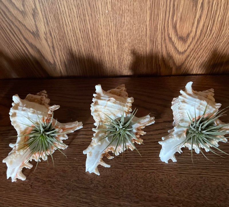 YZHZOM 4 Pack 4-5 inches Conch Shells for Decorating air Plant Holders Unique Succulent Pot Betta Fish Tank Decoration Aquarium décor Fish House for Aquarium Beach Theme Party (No Plants) - Image 4