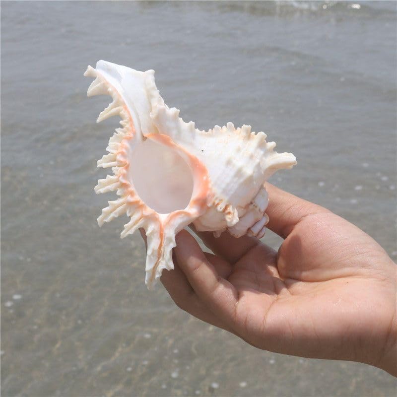 YZHZOM 4 Pack 4-5 inches Conch Shells for Decorating air Plant Holders Unique Succulent Pot Betta Fish Tank Decoration Aquarium décor Fish House for Aquarium Beach Theme Party (No Plants) - Image 2