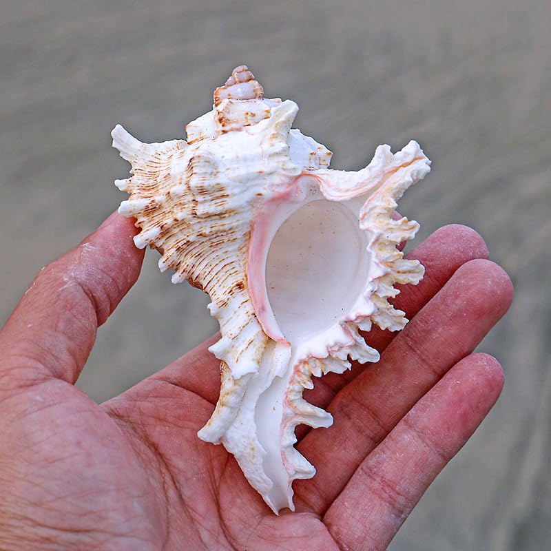 YZHZOM 4 Pack 4-5 inches Conch Shells for Decorating air Plant Holders Unique Succulent Pot Betta Fish Tank Decoration Aquarium décor Fish House for Aquarium Beach Theme Party (No Plants) - Image 5