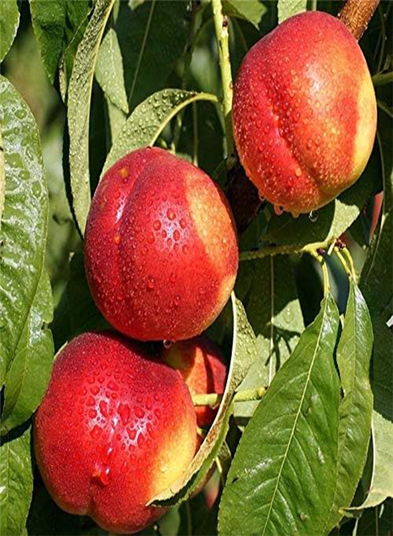 GGOOT Egrow 10 Varieties Mixed Fruit Seeds Organic Fruit Tree Seeds Sweet Candied Fruit Non-gmo Plant Seed - Image 4