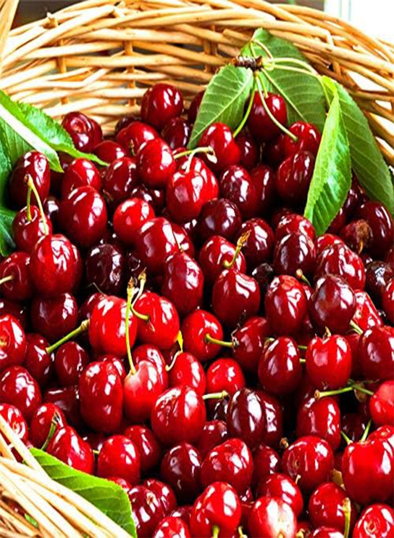 GGOOT Egrow 10 Varieties Mixed Fruit Seeds Organic Fruit Tree Seeds Sweet Candied Fruit Non-gmo Plant Seed - Image 3