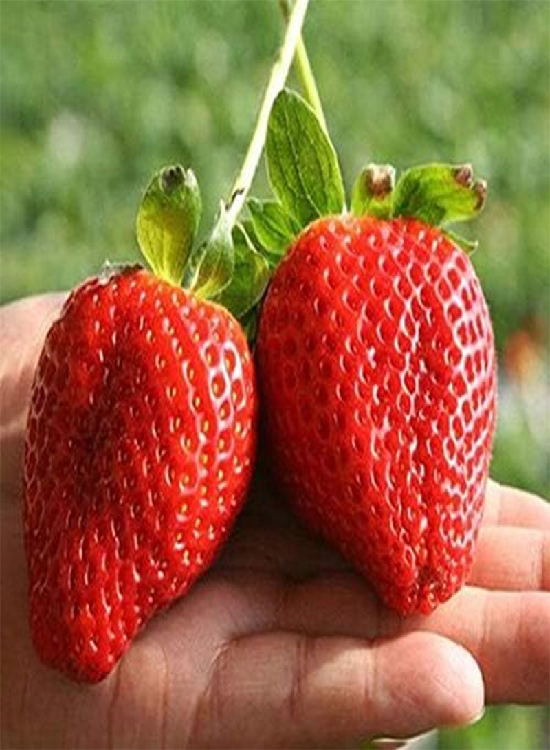 GGOOT Egrow 10 Varieties Mixed Fruit Seeds Organic Fruit Tree Seeds Sweet Candied Fruit Non-gmo Plant Seed - Image 2