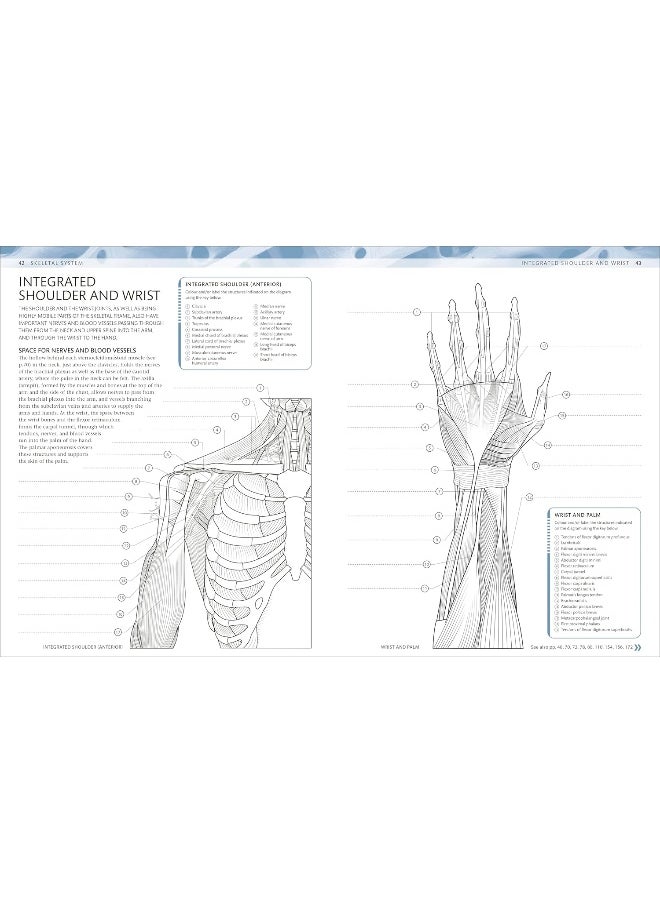 The Human Body Colouring Book: The Ultimate Anatomy Study Guide  - Image 4