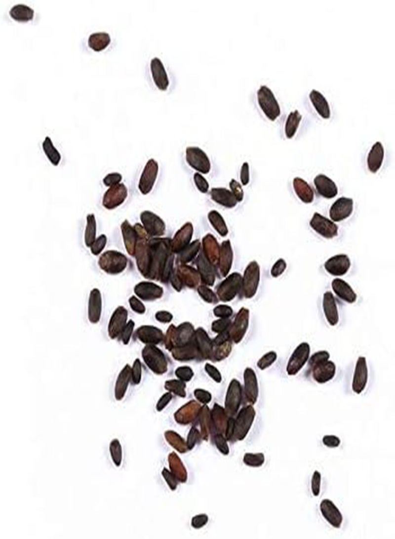 جي جوت بذور الفلوكس المعطرة للسجاد، غطاء أرضي، زعتر زاحف، أزهار معمرة، حدود معمرة، عشبة حجرية، بذور أزهار، معمرة قوية - Image 2