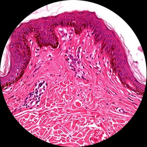 Barska 100-Piece Prepared Microscope Slides Set with Wooden Storage Case – Educational Specimens for Kids & Students - Image 3