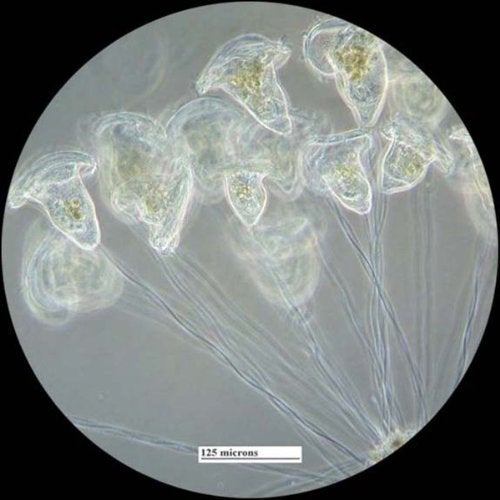 Barska 100-Piece Prepared Microscope Slides Set with Wooden Storage Case – Educational Specimens for Kids & Students - Image 4