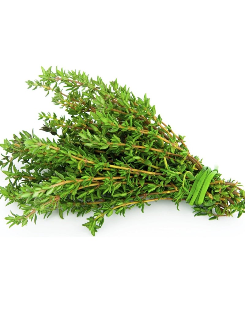 vsell24 10 جرام من بذور الزعتر العضوية لزراعة شجرة الأعشاب في المنزل، بذور غير معدلة وراثيًا مع نظافة 95%، ونقاء 95%، ومعدل إنبات 80%، 3 عبوات  - Image 1