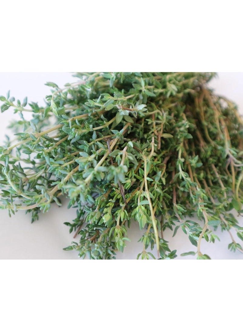 vsell24 10 جرام من بذور الزعتر العضوية لزراعة شجرة الأعشاب في المنزل، بذور غير معدلة وراثيًا مع نظافة 95%، ونقاء 95%، ومعدل إنبات 80%، 3 عبوات  - Image 2