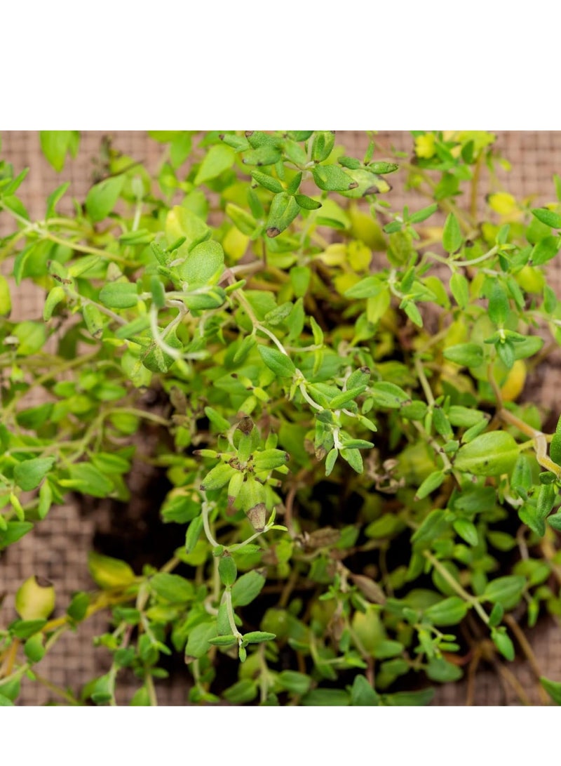 vsell24 10 جرام من بذور الزعتر العضوية لزراعة شجرة الأعشاب في المنزل، بذور غير معدلة وراثيًا مع نظافة 95%، ونقاء 95%، ومعدل إنبات 80%، 3 عبوات  - Image 5