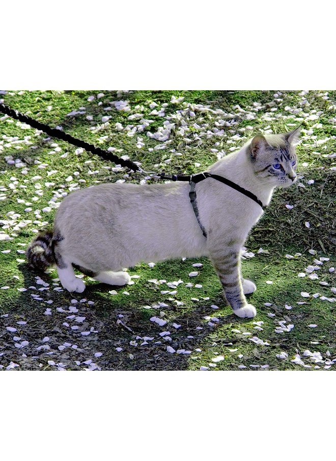 بيت سيف حزام وحزام بنجي للقطط Come with Me Kitty من PetSafe، مقاس متوسط، أسود/فضي  - Image 3