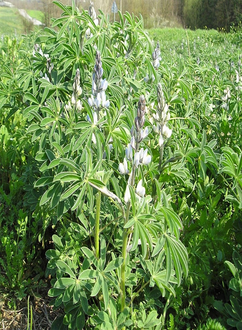 جي جوت بذور الترمس "الترمس الحلو" (Lupinus albus) تُزرع كوجبة خفيفة وطنية إيطالية! (10) - Image 2