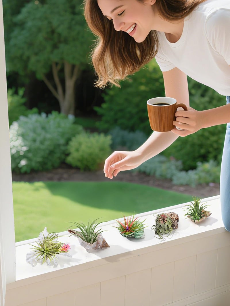 Big Gun Biggun 5 Pack Conch Sea Shell Air Plant Holder-Natural Conch Plant Pots Holder in 5 Styles Decorative Tillandsias Succulent Display Container Table Centerpiece for Home Garden Beach Theme Party Favor - Image 3