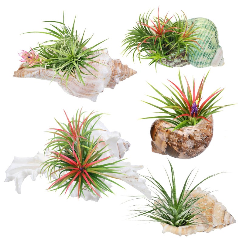 Big Gun Biggun 5 Pack Conch Sea Shell Air Plant Holder-Natural Conch Plant Pots Holder in 5 Styles Decorative Tillandsias Succulent Display Container Table Centerpiece for Home Garden Beach Theme Party Favor - Image 1
