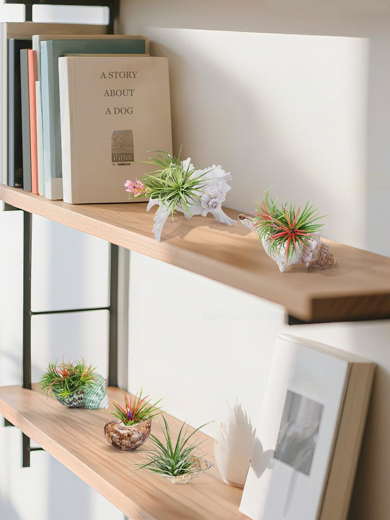 Big Gun Biggun 5 Pack Conch Sea Shell Air Plant Holder-Natural Conch Plant Pots Holder in 5 Styles Decorative Tillandsias Succulent Display Container Table Centerpiece for Home Garden Beach Theme Party Favor - Image 5