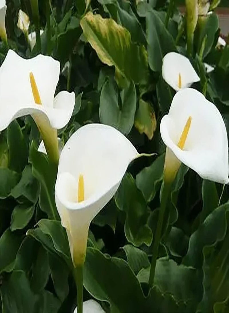GGOOT 4Stück weiße Calla Lilien Zwiebeln die auf dem Balkon der Terrasse gepflanzt Werden schaffen eine einzigartige künstlerische Atmosphäre Ziemlich exotisch - Image 2