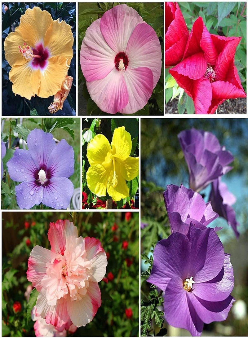 GGOOT 200pcs Mix Unique Charming Hibiscus Seeds Suitable Cultivating Interest in Planting Icing on Cake for Your Family Landscape - Image 1