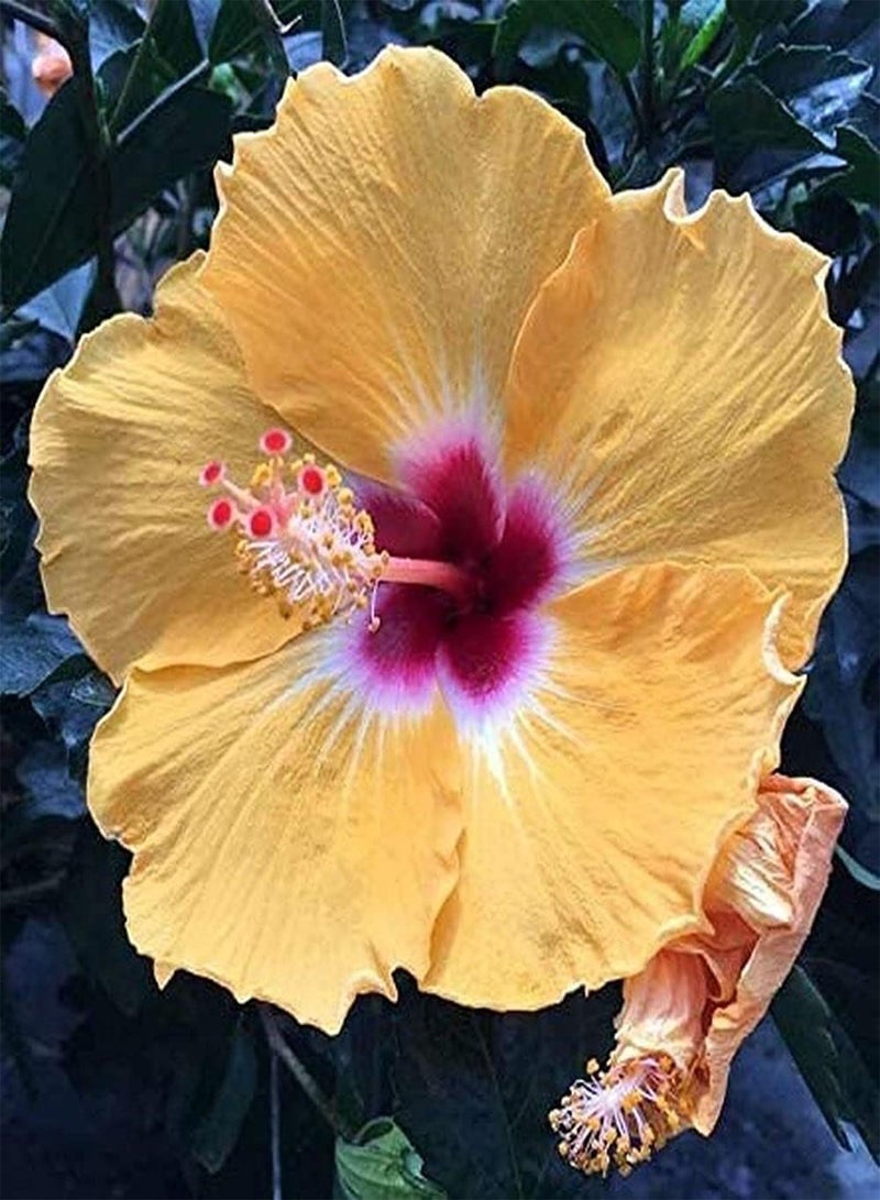 GGOOT 200pcs Mix Unique Charming Hibiscus Seeds Suitable Cultivating Interest in Planting Icing on Cake for Your Family Landscape - Image 3