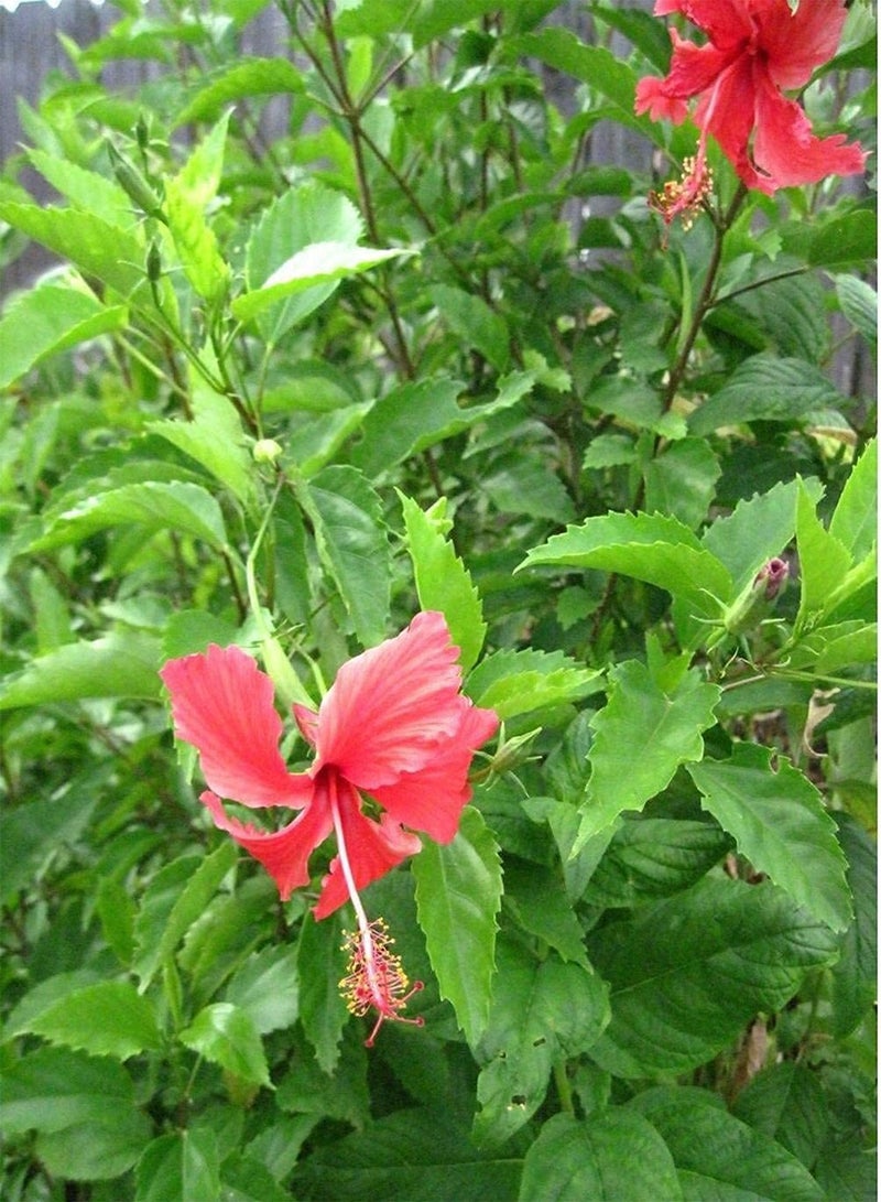 GGOOT 200pcs Mix Unique Charming Hibiscus Seeds Suitable Cultivating Interest in Planting Icing on Cake for Your Family Landscape - Image 4