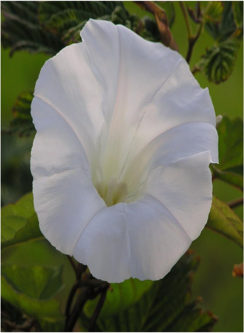 GGOOT , Pearly Gates Morning Glory Seeds for Planting (Ipomea tricolor) Single Package of 10 Seeds - Heirloom, Untreated & Open Pollinated  - Image 2