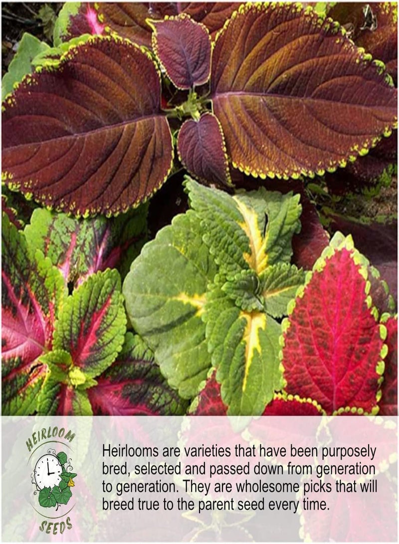 GGOOT , Pearly Gates Morning Glory Seeds for Planting (Ipomea tricolor) Single Package of 10 Seeds - Heirloom, Untreated & Open Pollinated  - Image 3