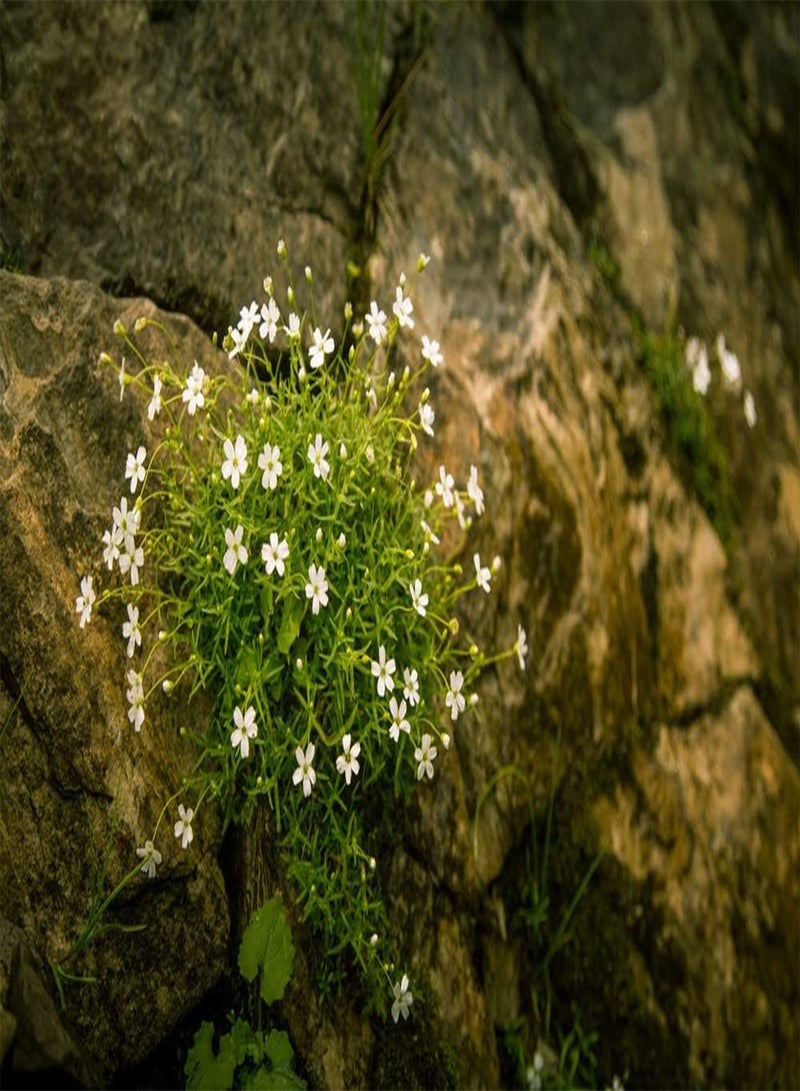 GGOOT Silene alpestris 'Starry Dreams' 60 Seed, Evergreen Perennial, Low Perennial, groundcover, Rock Garden etc - Image 1