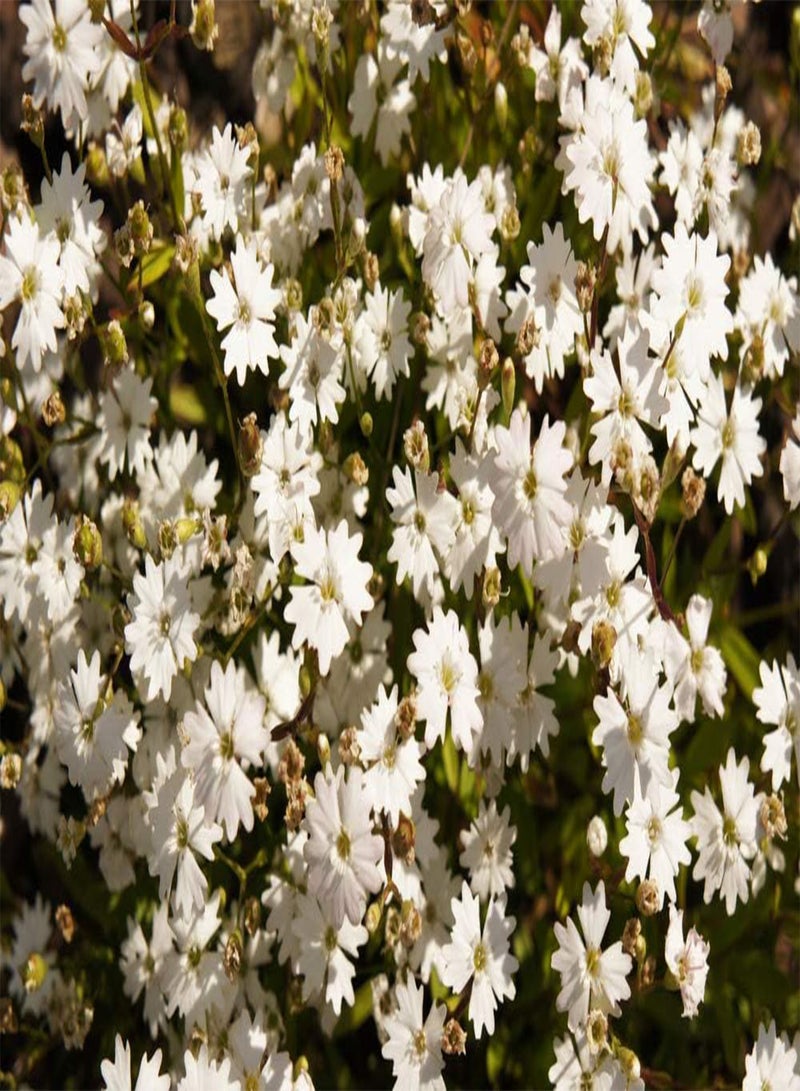 GGOOT Silene alpestris 'Starry Dreams' 60 Seed, Evergreen Perennial, Low Perennial, groundcover, Rock Garden etc - Image 2