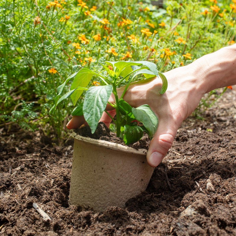 Back to The Roots Organic & PLANTABLE 4.25" Wide Seed Starting POTS (8 CT) - Image 2