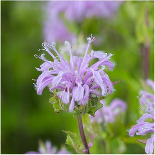 Seed Needs, Edible Wildflower Seed Packet Collection (7 Varieties of Flower Seed for Planting) Non-GMO & Untreated - Includes Viola, Pansies, Chives, Borage, Calendula, Nasturtium and Bee Balm - Image 4