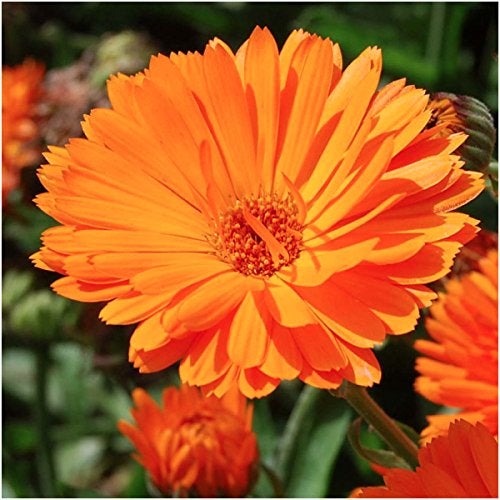 Seed Needs, Edible Wildflower Seed Packet Collection (7 Varieties of Flower Seed for Planting) Non-GMO & Untreated - Includes Viola, Pansies, Chives, Borage, Calendula, Nasturtium and Bee Balm - Image 3