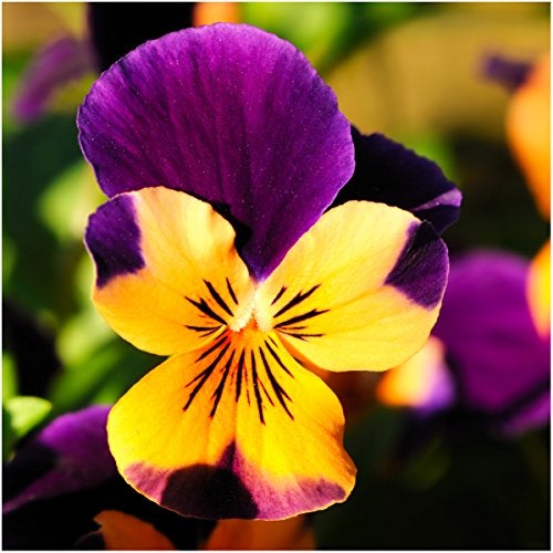 Seed Needs, Edible Wildflower Seed Packet Collection (7 Varieties of Flower Seed for Planting) Non-GMO & Untreated - Includes Viola, Pansies, Chives, Borage, Calendula, Nasturtium and Bee Balm - Image 2