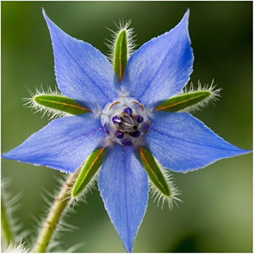 Seed Needs, Edible Wildflower Seed Packet Collection (7 Varieties of Flower Seed for Planting) Non-GMO & Untreated - Includes Viola, Pansies, Chives, Borage, Calendula, Nasturtium and Bee Balm - Image 5