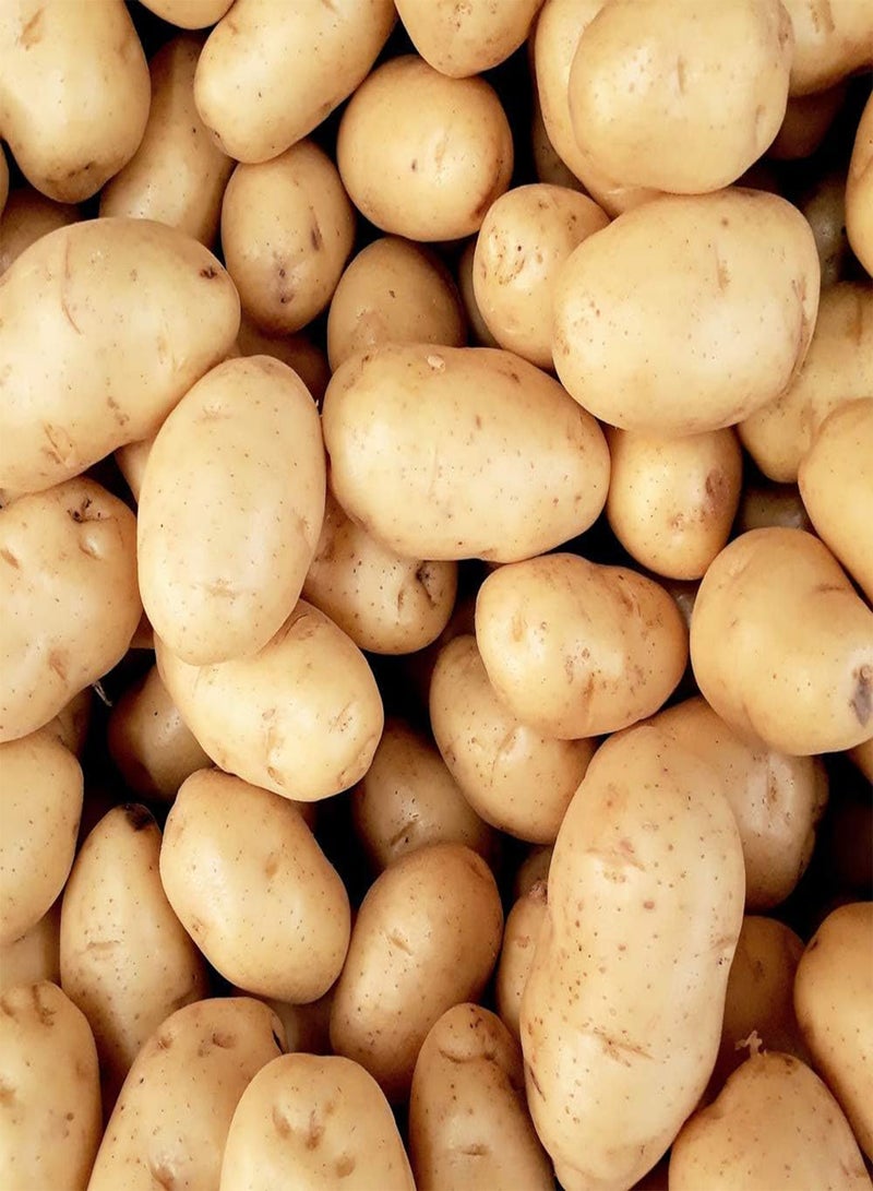 GGOOT 10 x Seed Potatoes Maris Peer White - Grows Wonderfully – Wedges Jacket Salad Boil Mash - for Your Home Garden  - Image 1