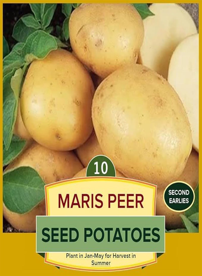 GGOOT 10 x Seed Potatoes Maris Peer White - Grows Wonderfully – Wedges Jacket Salad Boil Mash - for Your Home Garden  - Image 2