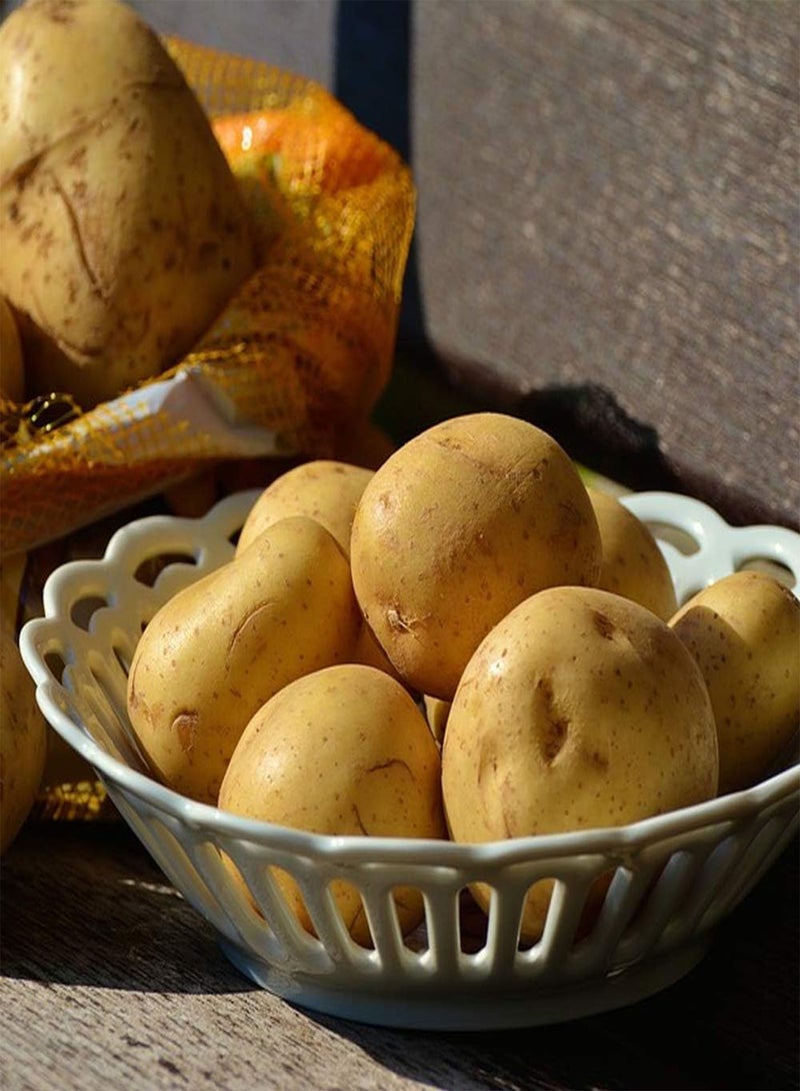 GGOOT 10 x Seed Potatoes Maris Peer White - Grows Wonderfully – Wedges Jacket Salad Boil Mash - for Your Home Garden  - Image 3