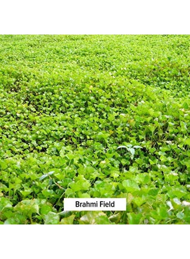 Banyan Botanicals Brahmi/Gotu Kola Powder – Organic Centella Asiatica