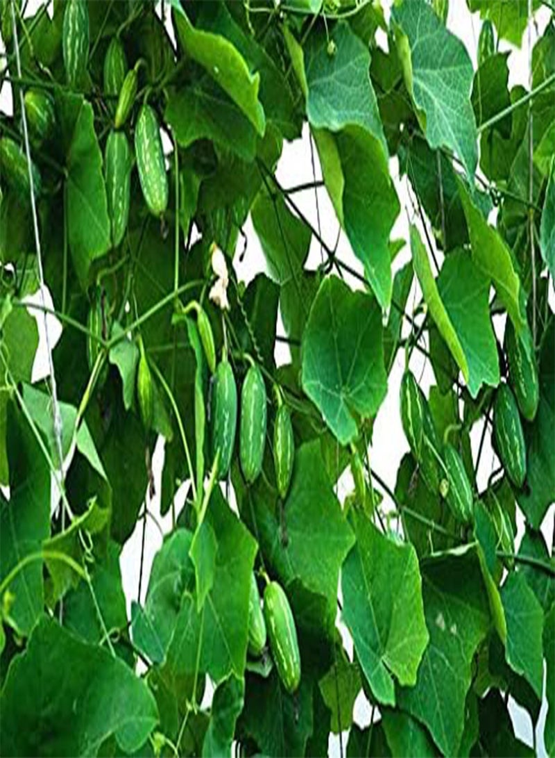 10pcs Coccinia Grandis Ivy Gourd Vegetable Seeds