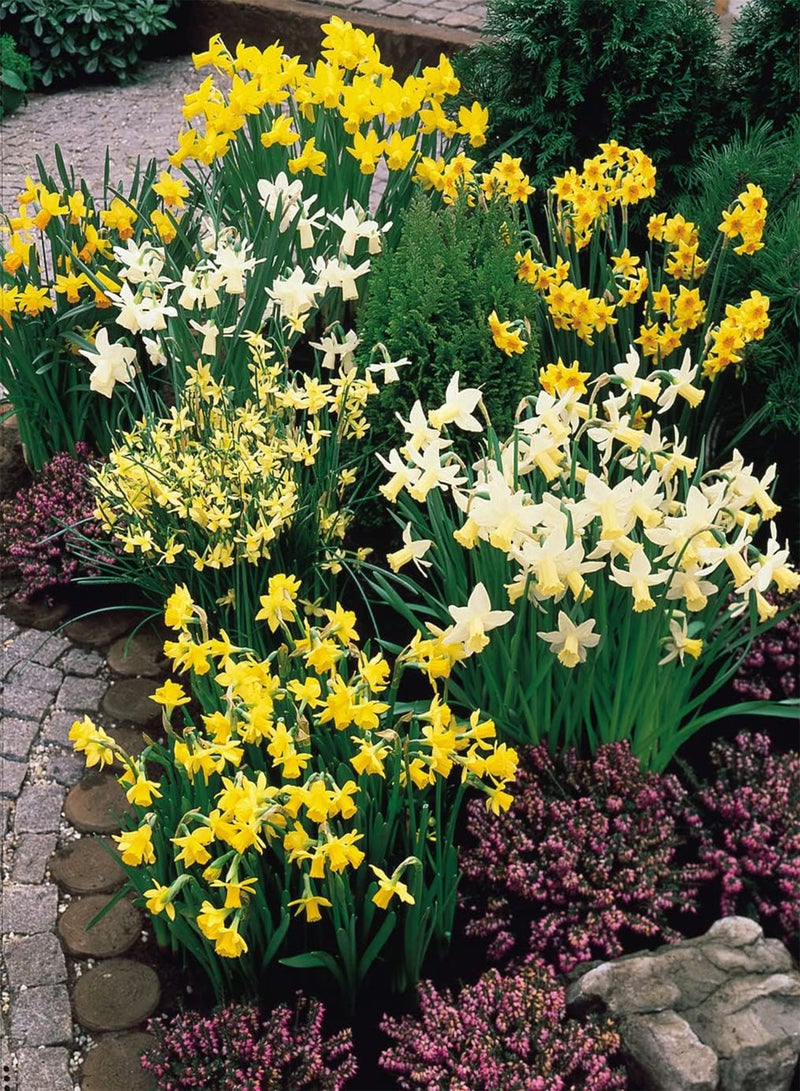 GGOOT 30 Mixed Miniature Daffodil/Narcissus 0 Seeds Dwarf Special Mixture Perennial - Image 2