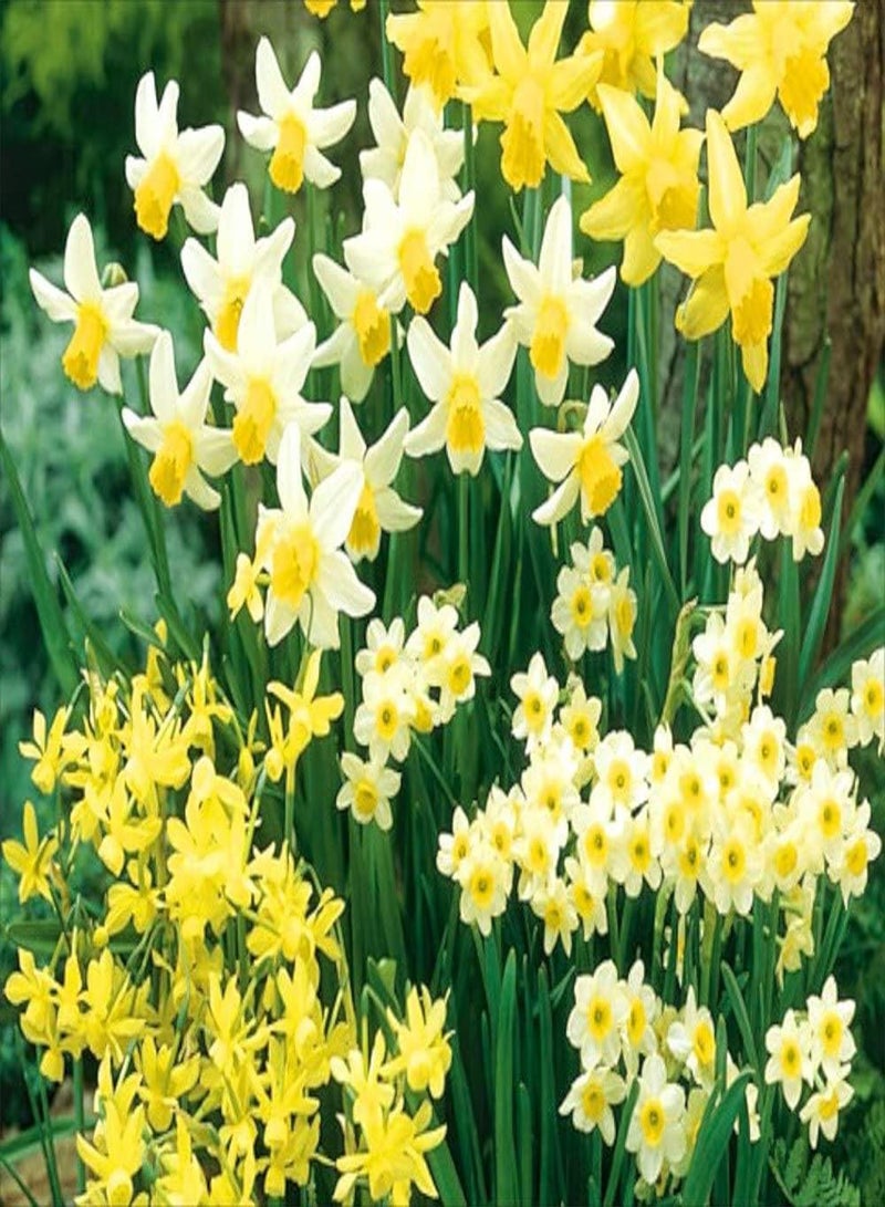 GGOOT 30 Mixed Miniature Daffodil/Narcissus 0 Seeds Dwarf Special Mixture Perennial - Image 1