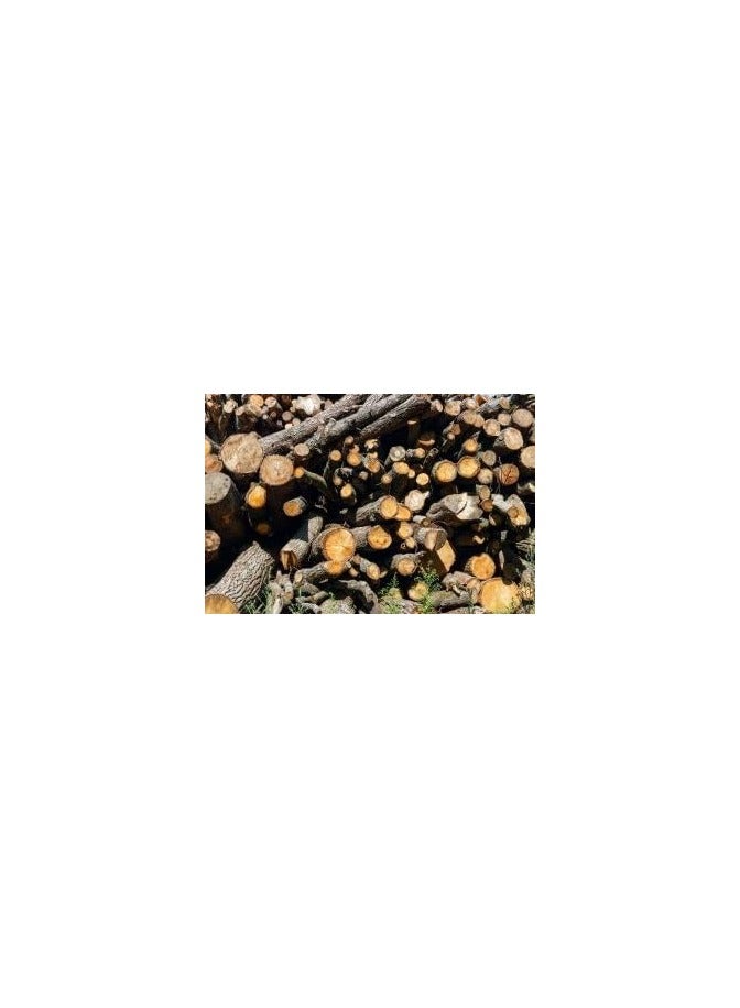 Natural Charcoal for Grilling (Medium Pieces) Mango & Guava Wood Blend – 10 kg - Image 3