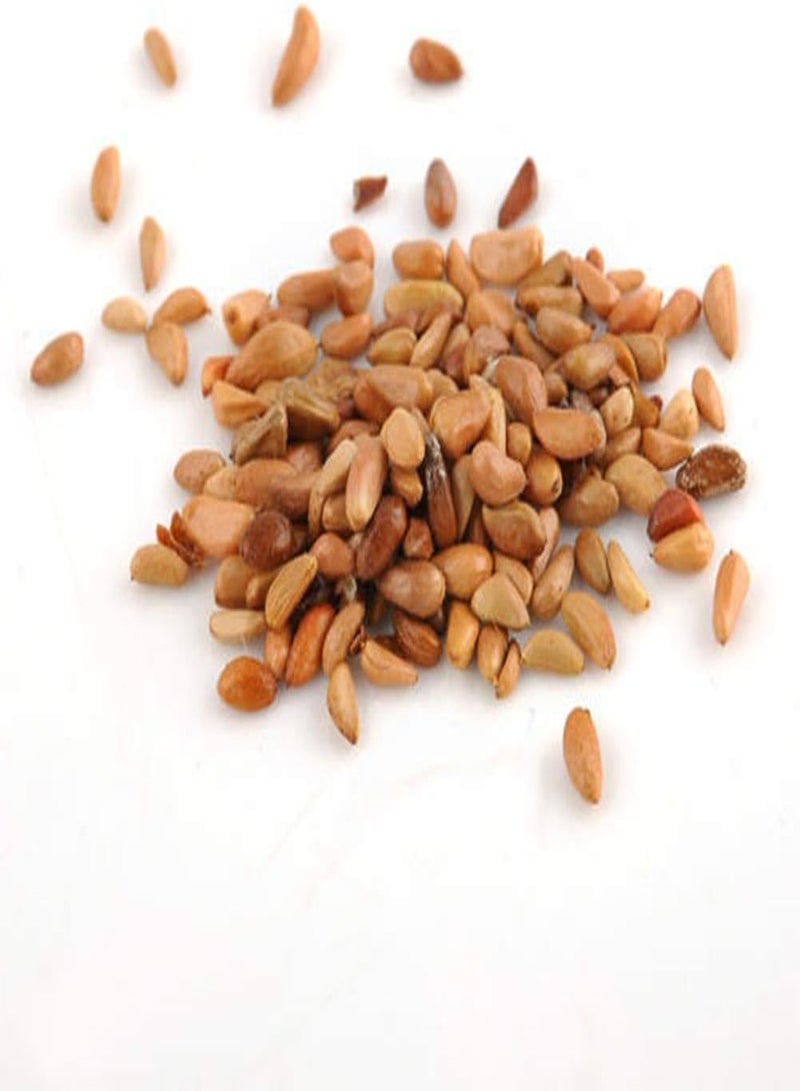 جي جوت 100 قطعة من بذور الورد المتسلق، نباتات وزهور أرجوانية لتزيين أسوار الشرفات والحدائق المنزلية - Image 3