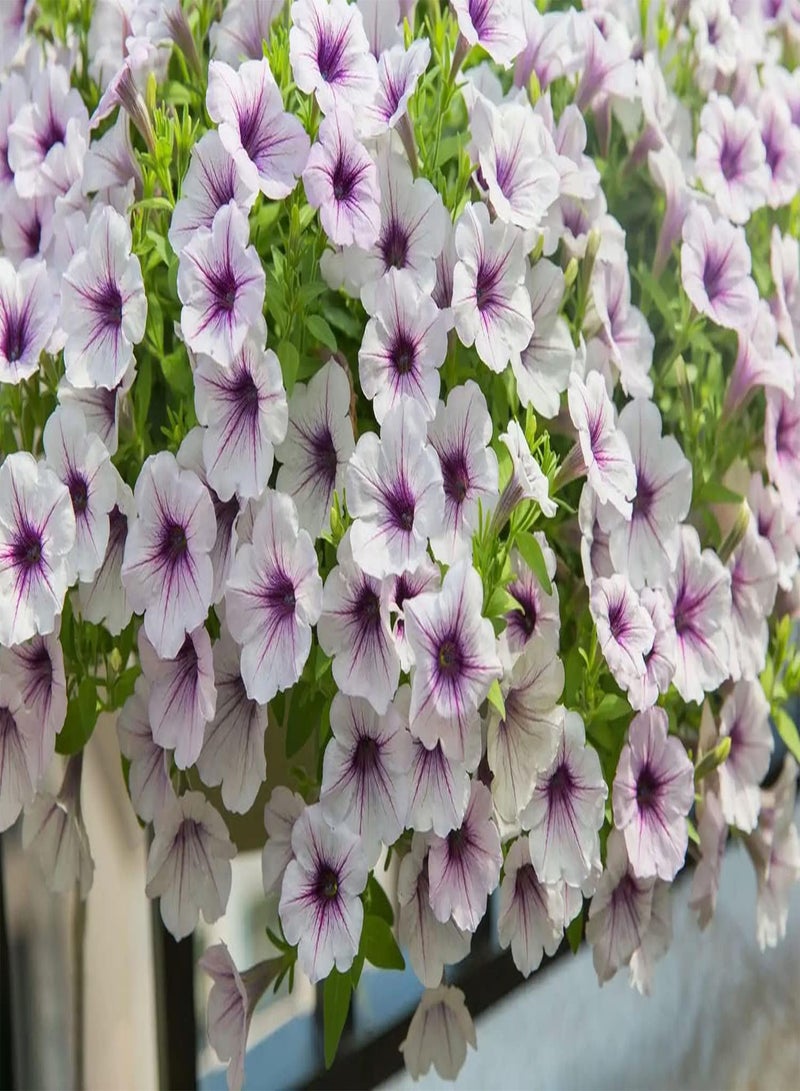 GGOOT 200pcs White Petunia Seeds Add Color to Garden Decorative Window Frames Ornamental Value Highly Adaptable Create Unique Artistic Landscapes - Image 1