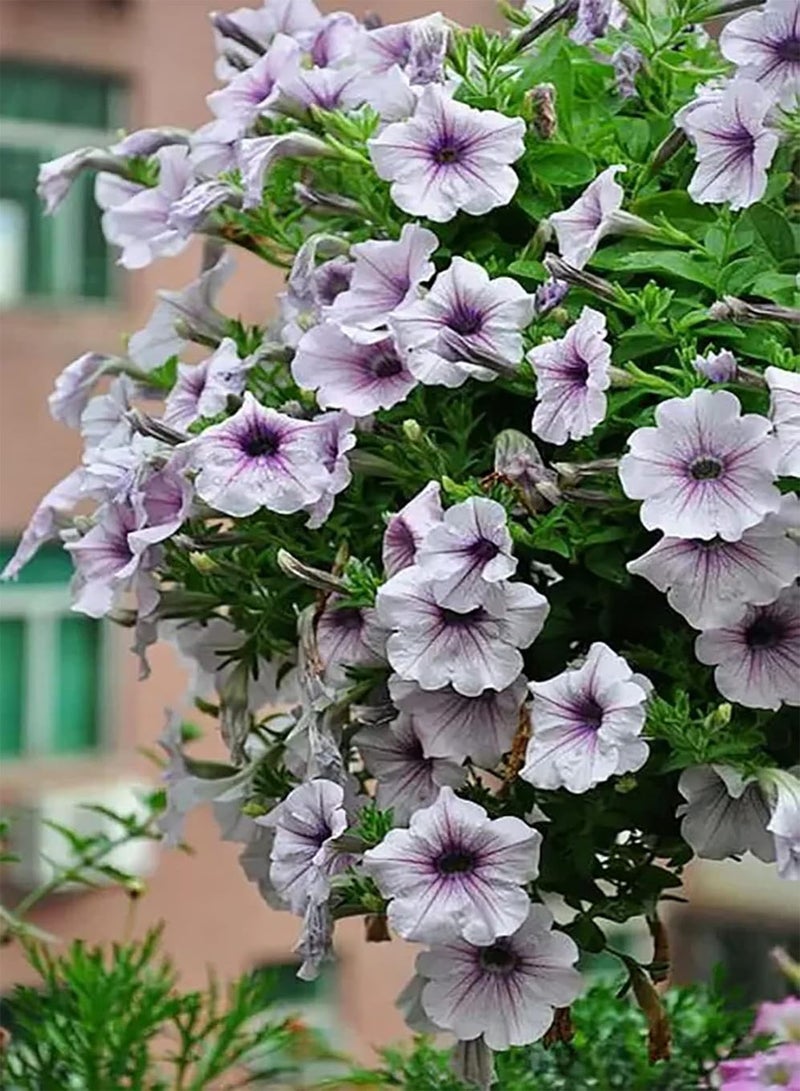 GGOOT 200pcs White Petunia Seeds Add Color to Garden Decorative Window Frames Ornamental Value Highly Adaptable Create Unique Artistic Landscapes - Image 2