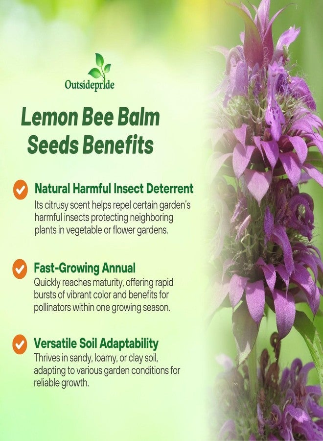 Outsidepride Lemon Bee Balm Seeds - 5000 Pcs Annual, Easy to Grow & Pollinator Friendly Monarda Citriodora Flower Seeds for Planting Fragrant Lavender Pink Blooms, Ideal for Teas & Potpourri - Image 3