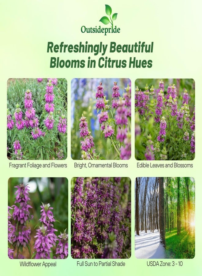 Outsidepride Lemon Bee Balm Seeds - 5000 Pcs Annual, Easy to Grow & Pollinator Friendly Monarda Citriodora Flower Seeds for Planting Fragrant Lavender Pink Blooms, Ideal for Teas & Potpourri - Image 2