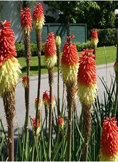 Red Hot Poker, Tritoma seeds   Kniphofia uvaria
